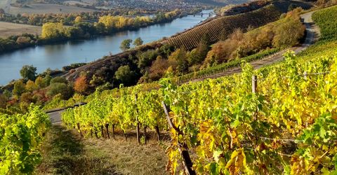 Wanderweg durch die Weinberge am Main bei Würzburg