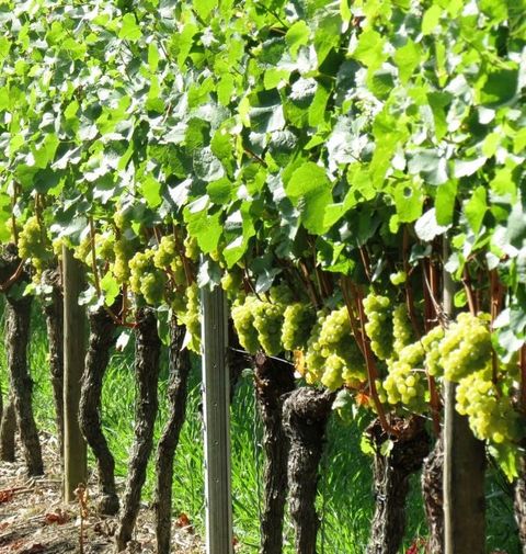 Weinreben im Fränkischen Weinland rund um das Hotel am Main